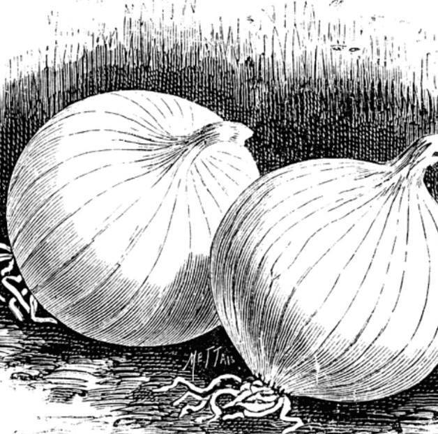 Onion Days Festival East Region Tourism IN Indiana