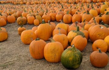 Fall in Henry County, Indiana: A Local’s Guide